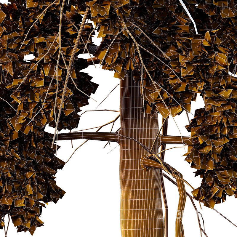 Chamaecyparis thyoides Tree006 Image 4