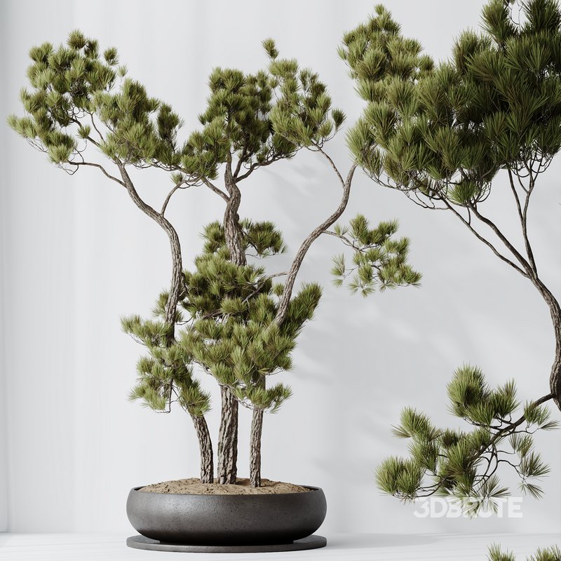 AV Indoor plants set 135 Bonsai Pinus Pentaphylla Thunbergii Image 4