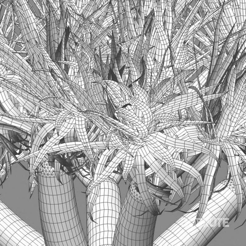 Dracaena Draco-Canary Islands Dragon Tree Image 4