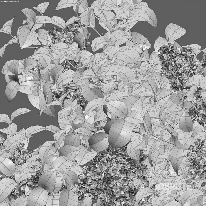 Syringa vulgaris – Common Lilac 01 Image 5