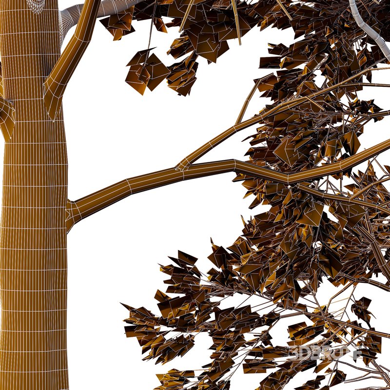 Chamaecyparis thyoides Tree003 Image 2