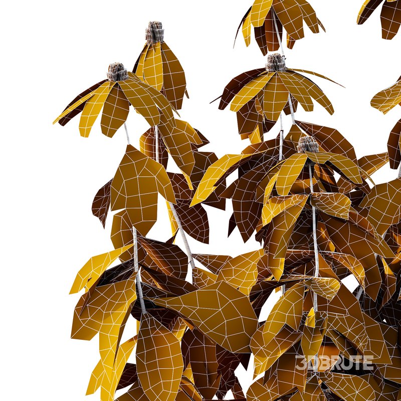 Rudbeckia laciniata Plant 01 Image 2