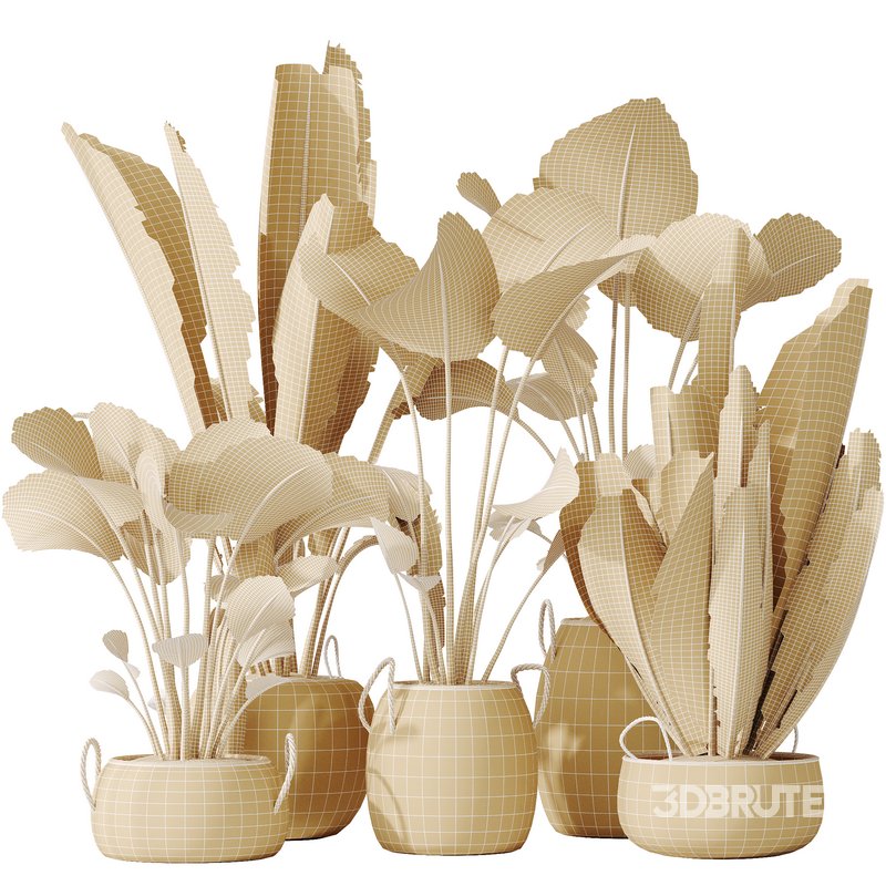 AV Indoor plants set 130 Ravenala Banana Strelitzia Nicolai Bird Of Paradise Image 6