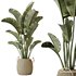 AV Indoor plants set 140 Ravenala Banana Strelitzia Nicolai Bird Of Paradise - Thumbnail 2