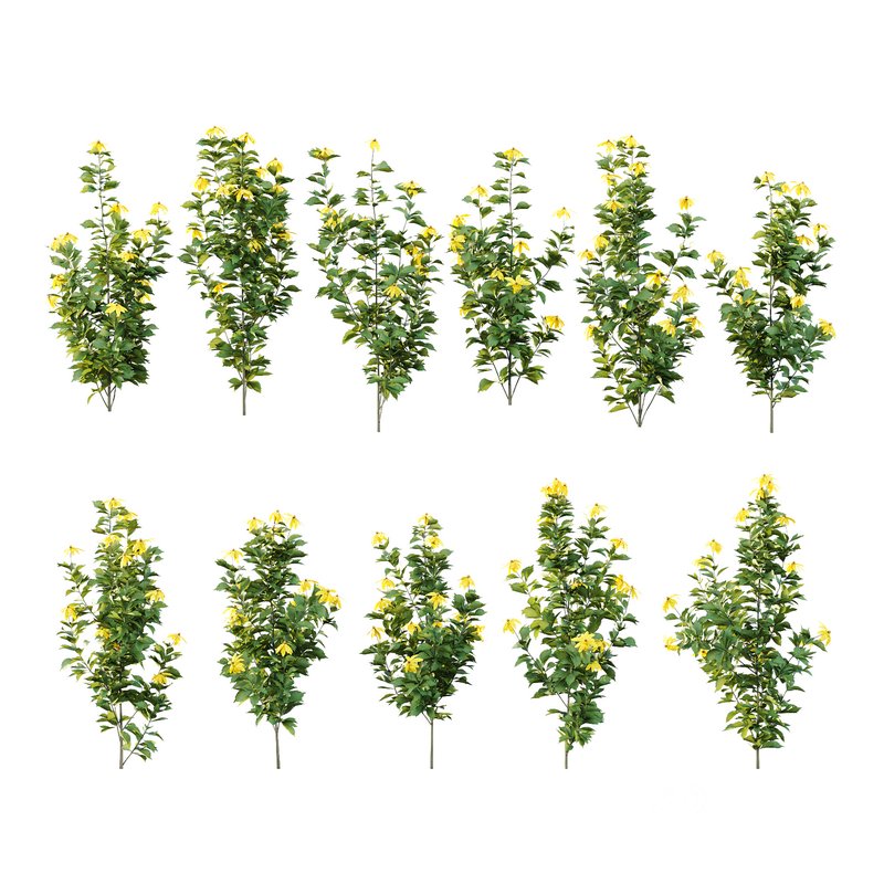 Rudbeckia laciniata Plant 04 -11 Plants Image 4