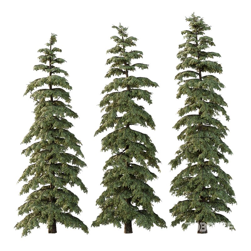 spruce tree10 Image 1