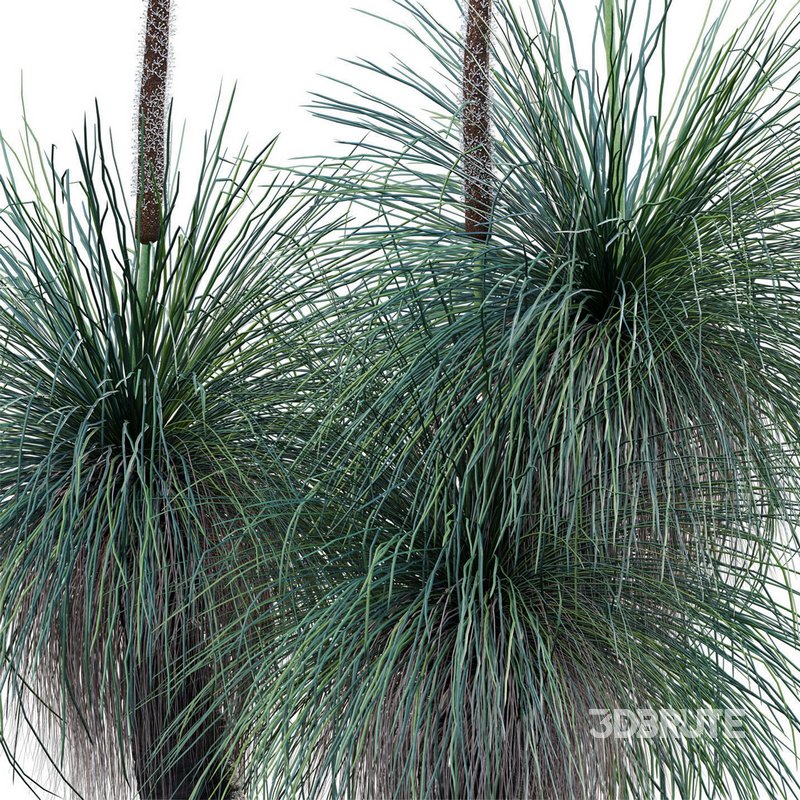 Xanthorrhoea Arborea – Grass Tree – 03 Image 3