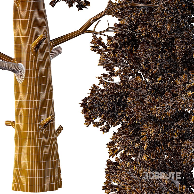 Chamaecyparis thyoides Tree002 Image 2