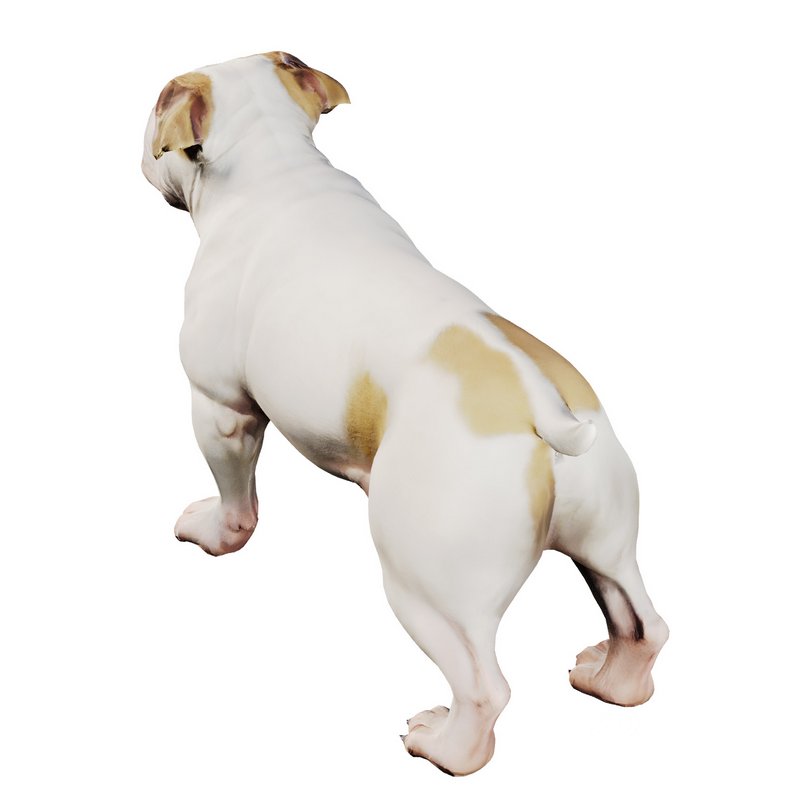 Bulldog Image 2