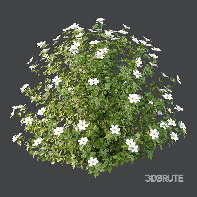 romneya coulter Plant 04 -3 Model Image 4