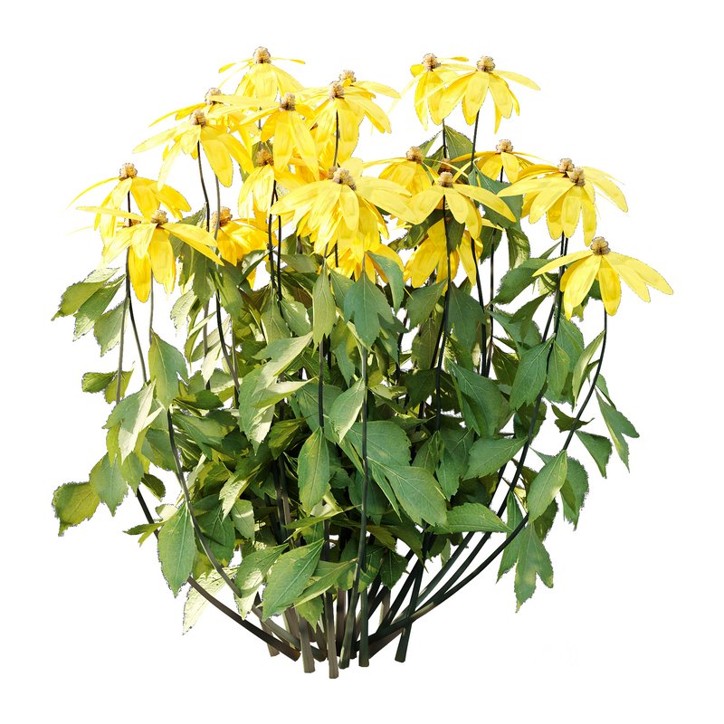 Rudbeckia laciniata Plant 01 Image 3