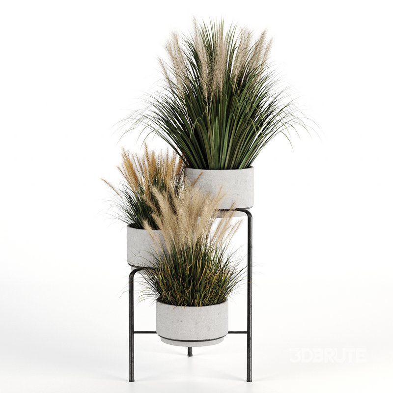 Outdoorplants-Dried And Pampass set-34 Image 2