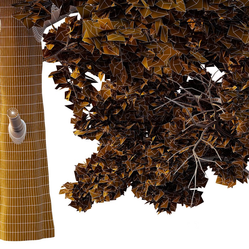 Chamaecyparis thyoides Tree004 Image 4