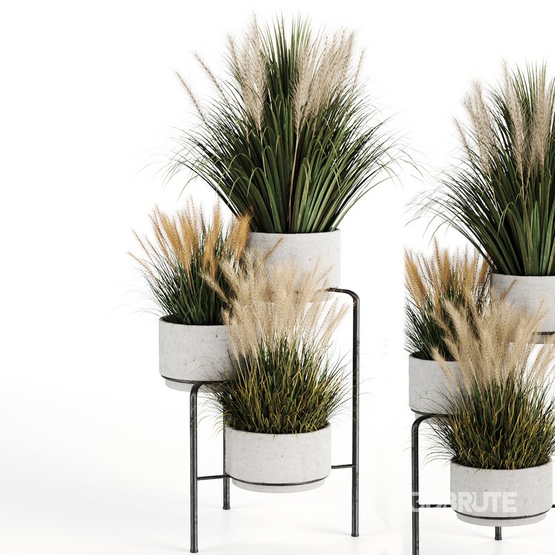 Outdoorplants-Dried And Pampass set-34 Image 4