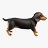 dachshund - Thumbnail 1
