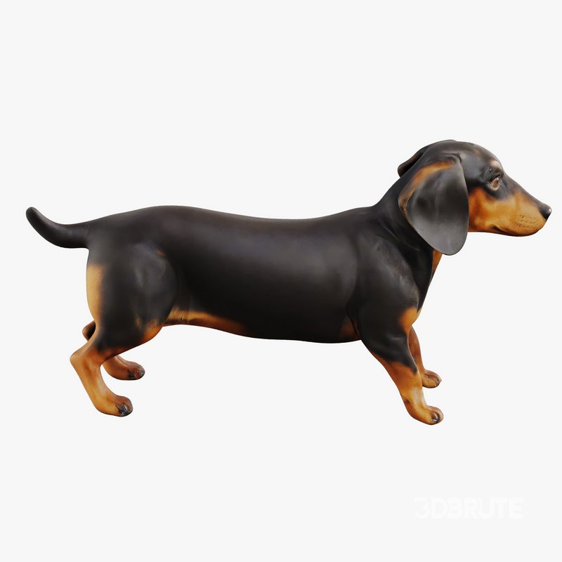 dachshund Image 1