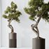 AV Indoor plants set 139 Bonsai Pinus Pentaphylla Thunbergi and Ficus Retusa Microcarpa Bonsai Ginseng - Thumbnail 1