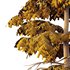 spruce tree12 - Thumbnail 2