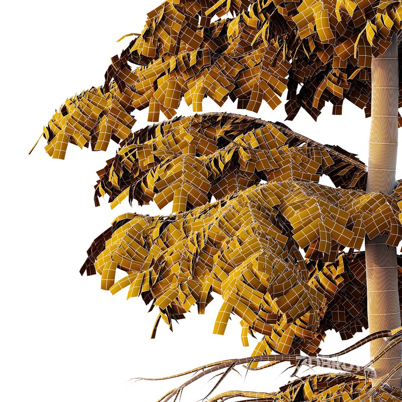 spruce tree12 Image 2