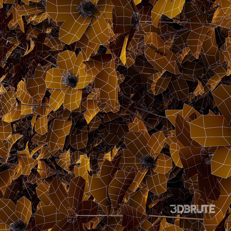 romneya coulter Plant 05 Image 3