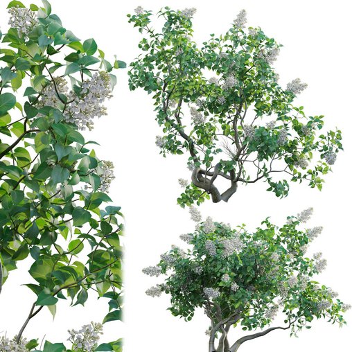 Syringa vulgaris – Common Lilac 02