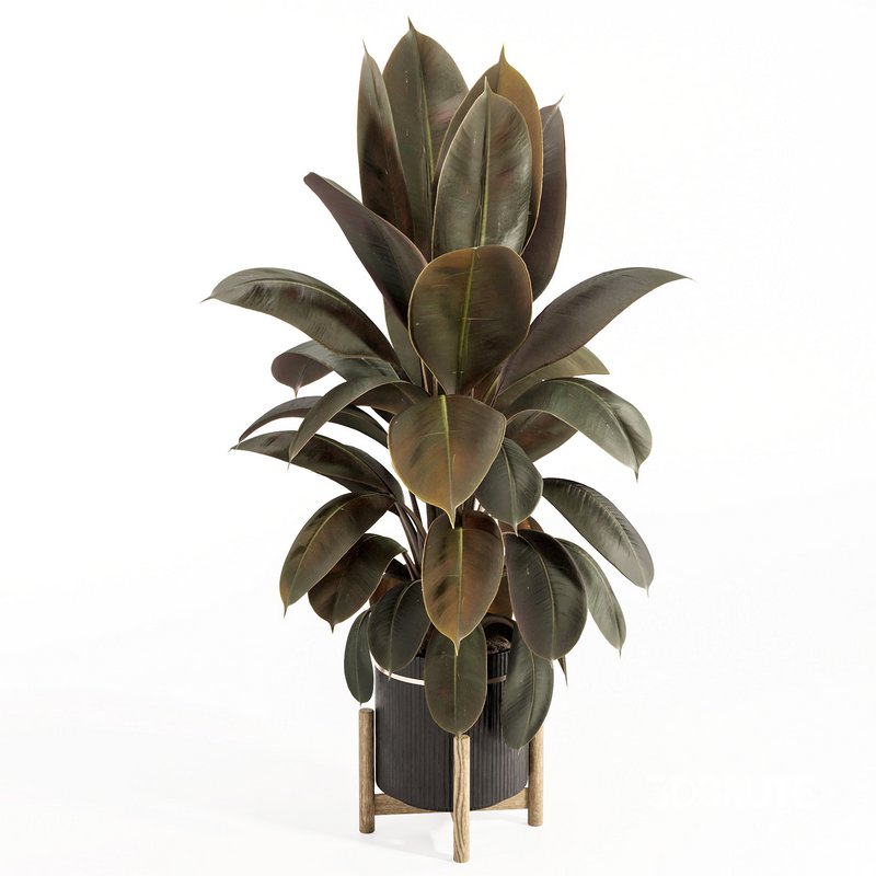 Rubber Plant with Modern Wooden Stand Image 1