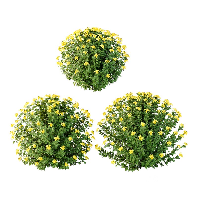 Rudbeckia laciniata Plant 05 -3 Plants Image 1