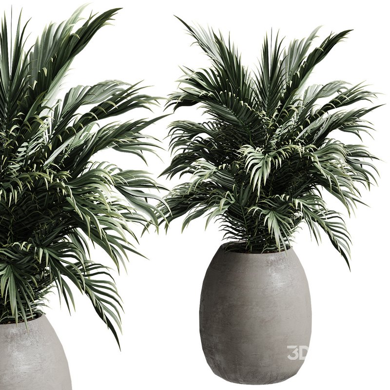 Outdoor Plant 37 Image 2