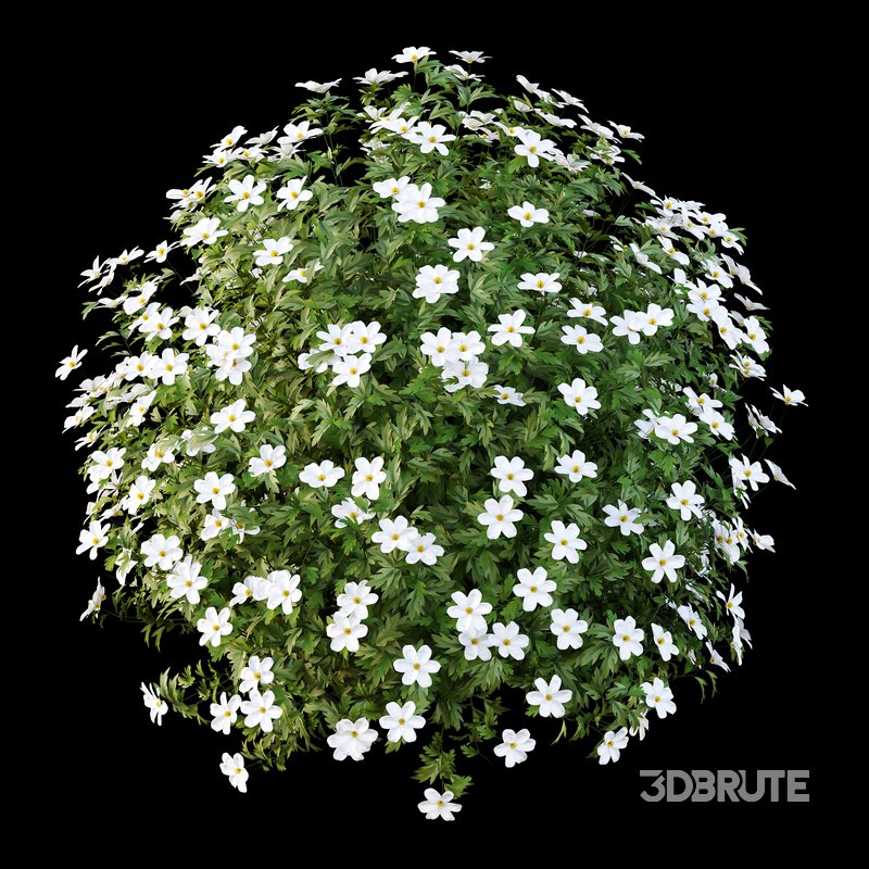 romneya coulter Plant 04 -3 Model Image 6