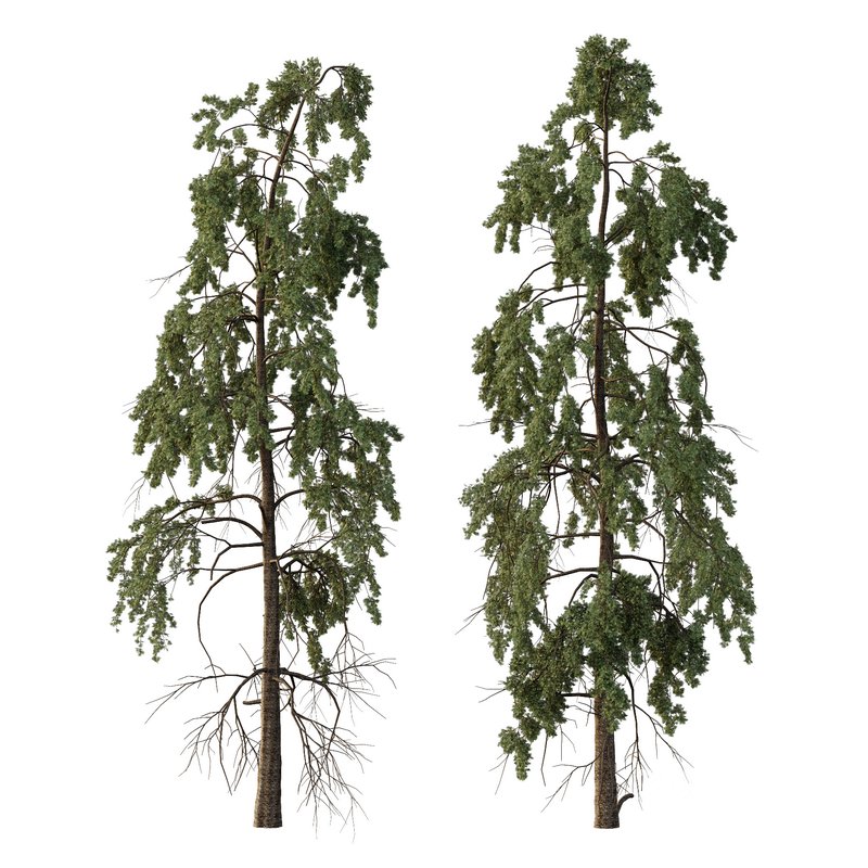 Chamaecyparis thyoides Tree006 Image 1