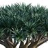 Dracaena Draco-Canary Islands Dragon Tree - Thumbnail 3