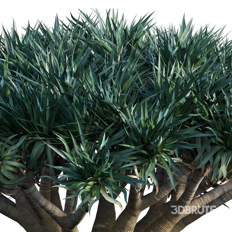 Dracaena Draco-Canary Islands Dragon Tree Image 3
