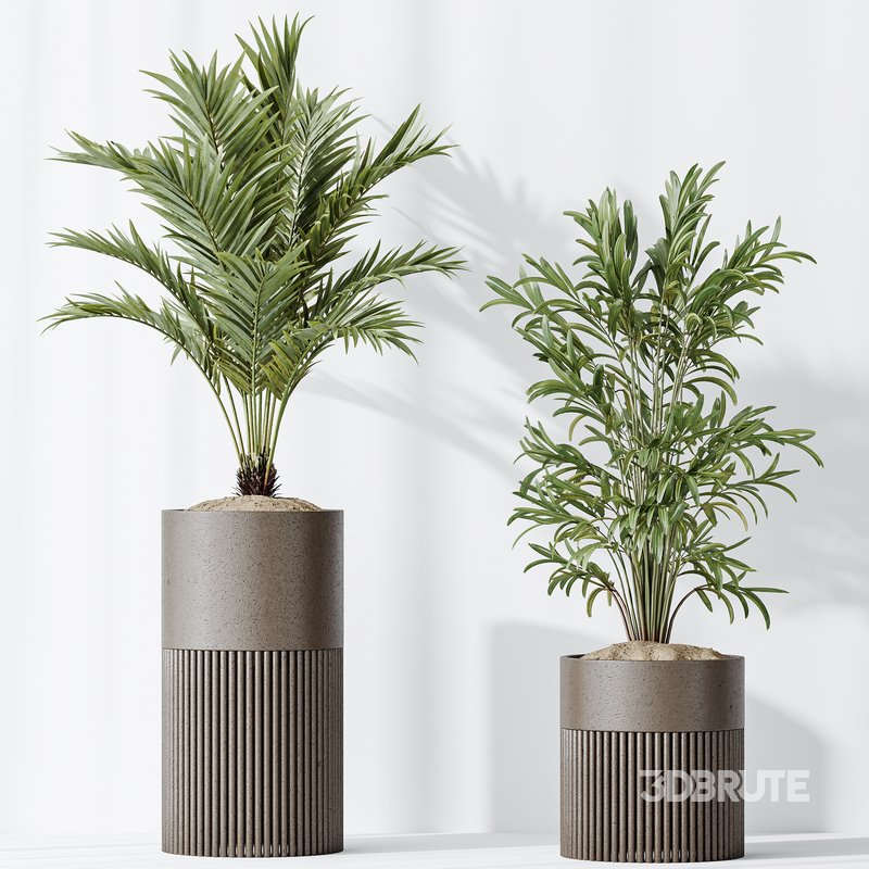 AV Indoor plants set 129 Beech Olea Europaea Olive and Lutescens Areca Palm and Paradise Kentia Everlasting and Yucca Aloifolia Image 6
