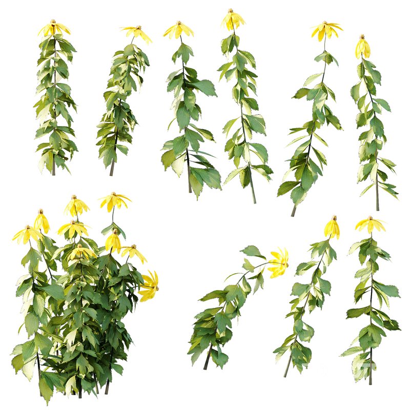 Rudbeckia laciniata Plant 01 Image 5