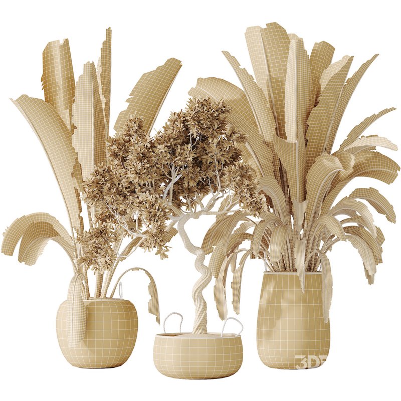 AV Indoor plants set 147 Ravenala Banana Strelitzia Nicolai Bird Of Paradise and Leccino Arbequina Wilsonii Chemlali Olive Image 6