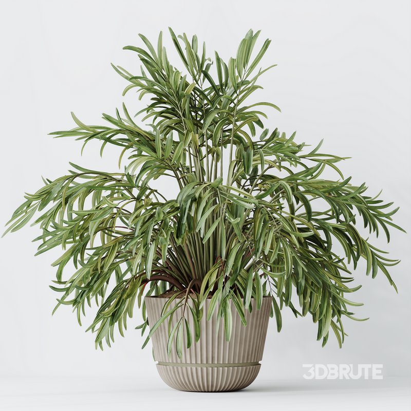 AV Indoor plants set 150 Lutescens Areca Palm and Ficus Cyathistipula and Paradise Kentia Everlasting Image 11