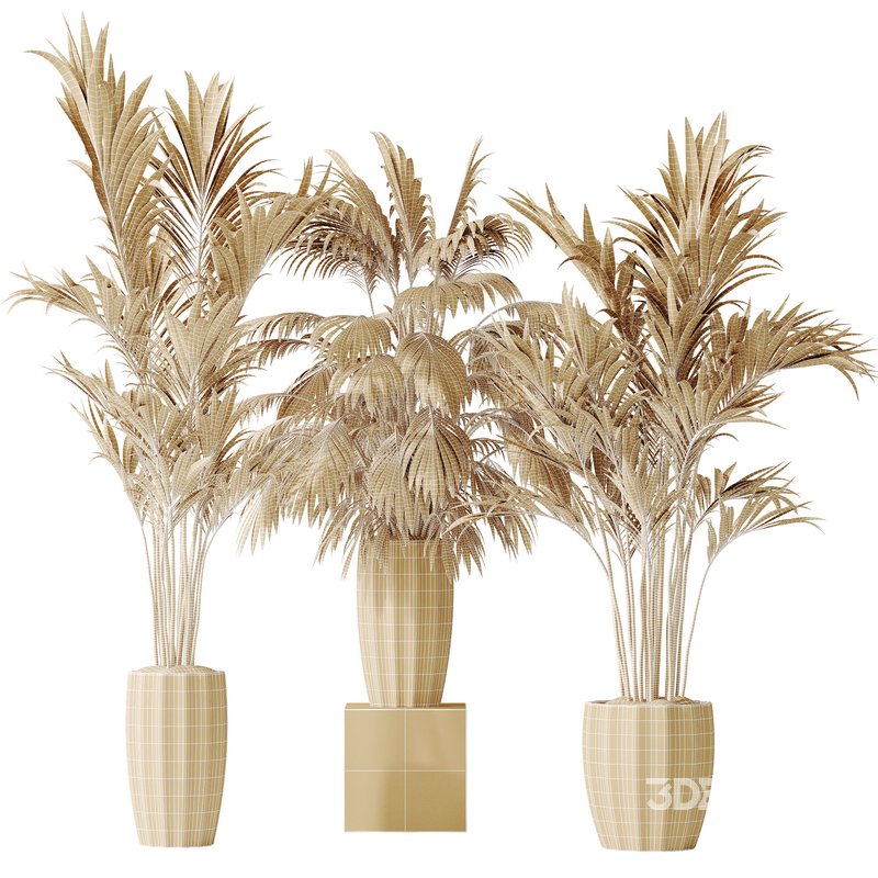 AV Indoor plants set 144 Areca Majesty Cat Reed Palm Image 5