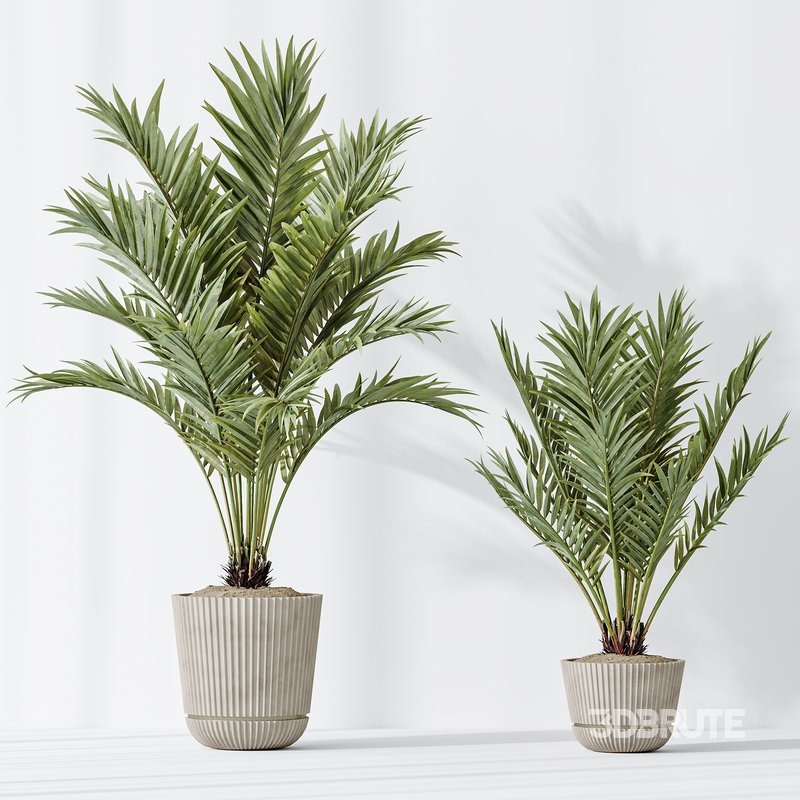 AV Indoor plants set 150 Lutescens Areca Palm and Ficus Cyathistipula and Paradise Kentia Everlasting Image 6