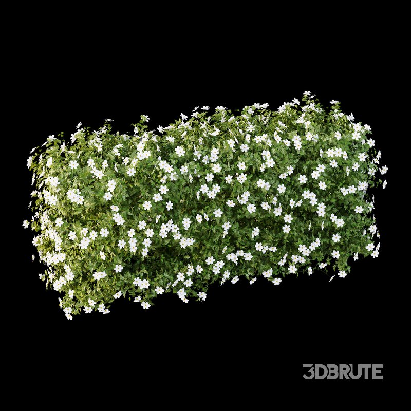 romneya coulter Plant 05 Image 1