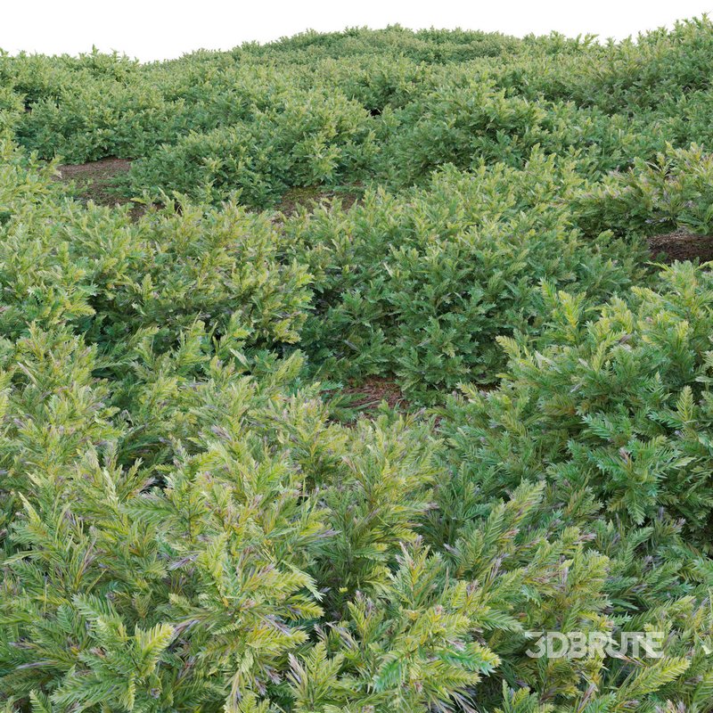 Juniperus procumbens – Garden Juniper 01 Image 4