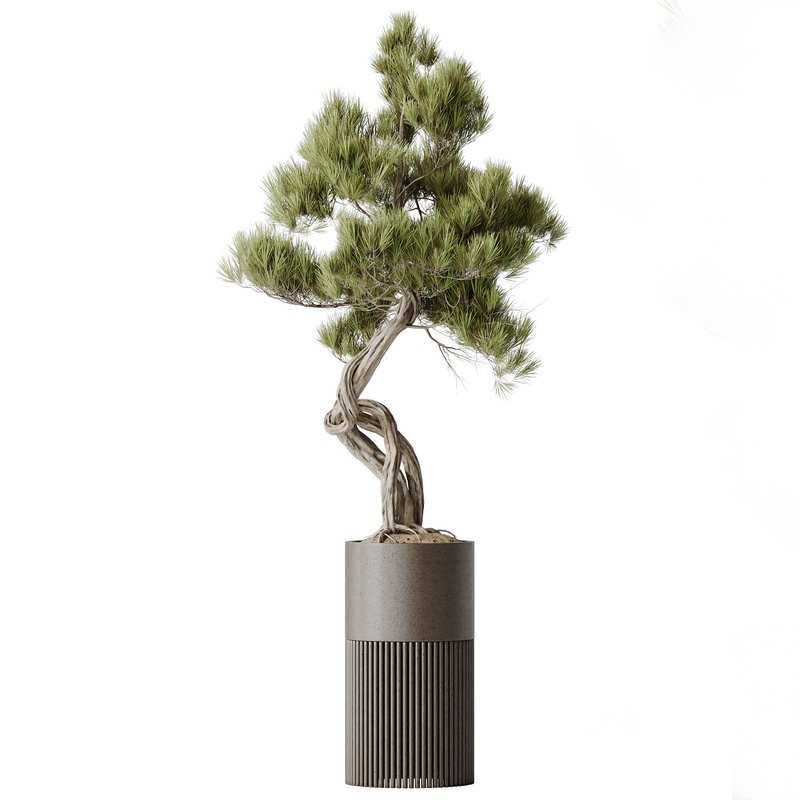 AV Indoor plants set 139 Bonsai Pinus Pentaphylla Thunbergi and Ficus Retusa Microcarpa Bonsai Ginseng Image 3