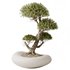 AV Indoor plants set 139 Bonsai Pinus Pentaphylla Thunbergi and Ficus Retusa Microcarpa Bonsai Ginseng - Thumbnail 6