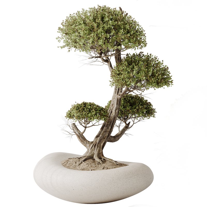 AV Indoor plants set 139 Bonsai Pinus Pentaphylla Thunbergi and Ficus Retusa Microcarpa Bonsai Ginseng Image 6
