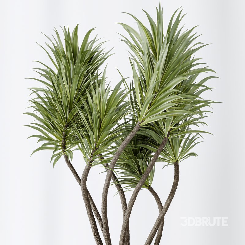 AV Indoor plants set 141 Beech Olea Europaea Olive and Aloifolia Rostrata Palm and Cyara Areca Palm Image 7