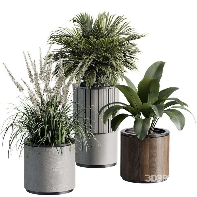 Outdoor Plant 36 Image 2