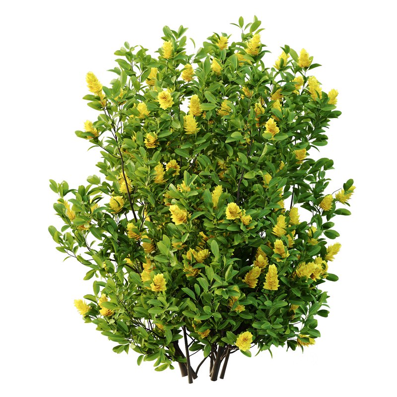 Argyrocytisus battandieri 06 -3Plants Image 3