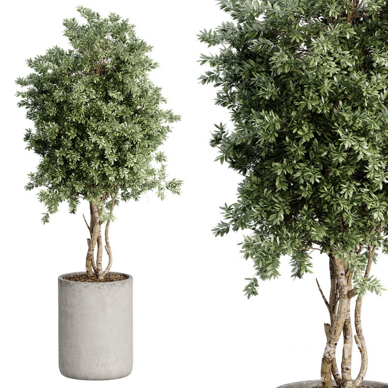 Indoor Plant 27 Image 3