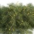 Acacia Cognata Limelight - Thumbnail 2