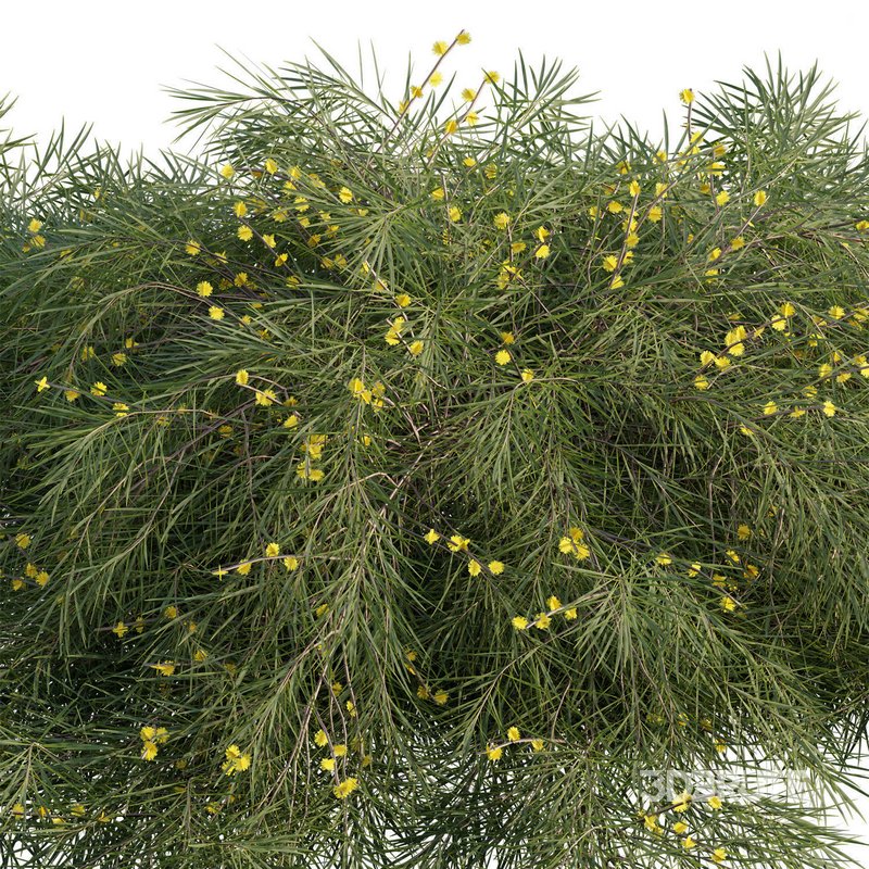 Acacia Cognata Limelight Image 2