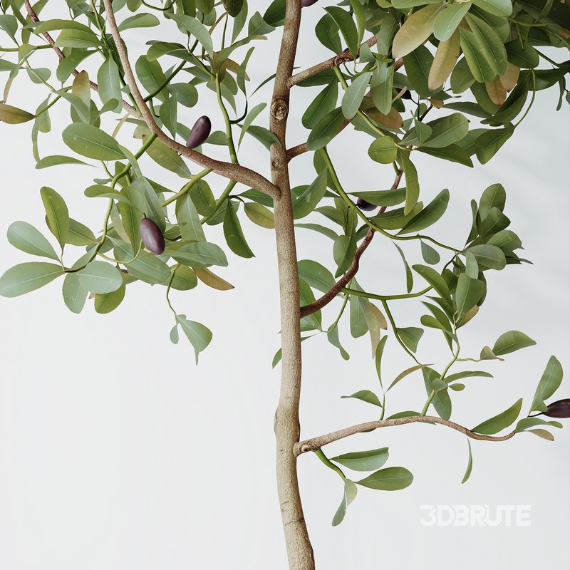 Indoor plants set 133 Wilsonii Chemlali Olive and Briful Pachira Aquatica and Warneckii Lemon Lime Cane Dragon Image 4